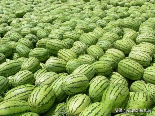 热门大瓜每日必吃 吃瓜视频大全高清,吃瓜视频大全，高清解析，一网打尽