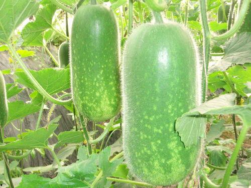 52吃瓜爆料免费吃瓜视频 52爆料吃瓜网,免费观看独家吃瓜视频，揭秘娱乐圈最新动态