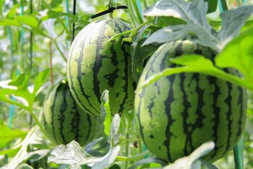 52吃瓜爆料免费吃瓜视频 52爆料吃瓜网,免费观看独家吃瓜视频，揭秘娱乐圈最新动态